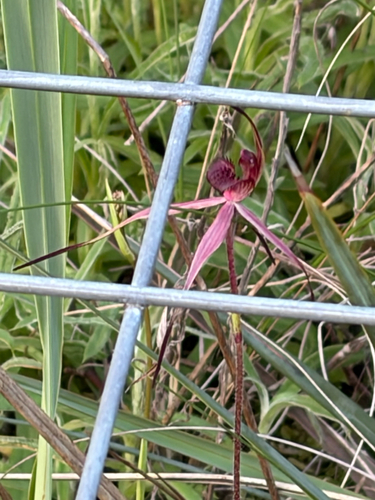 wine-lipped spider-orchid