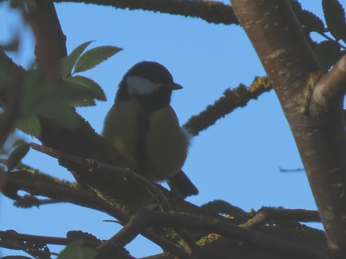 Great Tit