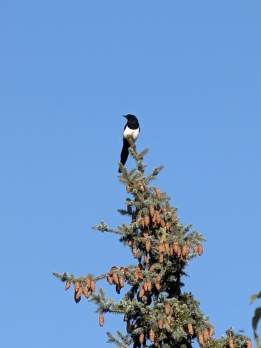 Eurasian Magpie