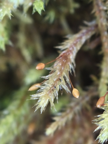 Glyphothecium sciuroides observed 2026-09-27