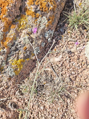 Centaurea virgata observed 2026-09-27