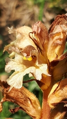 Orobanche lutea