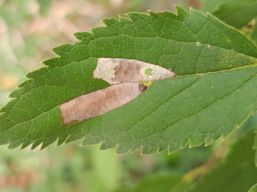 Phyllonorycter millierella