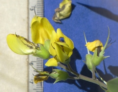 Baptisia cinerea