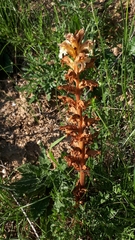 Orobanche lutea