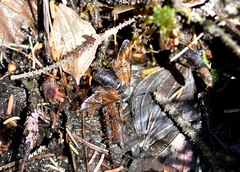 Trichiosoma triangulum