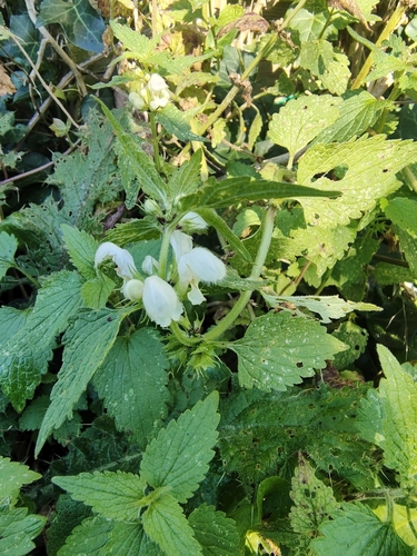 White deadnettle