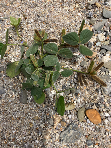 Calopogonium mucunoides observed 2026-09-27