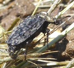 Thanatophilus lapponicus