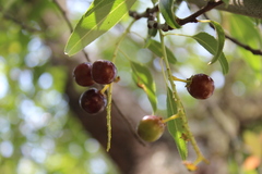 Prunus serotina capuli