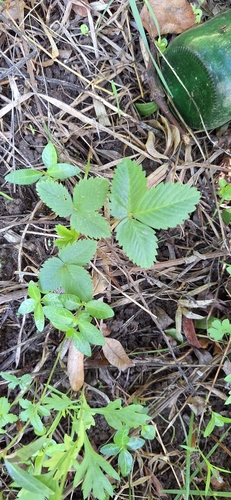 woodland strawberry