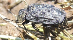 Thanatophilus lapponicus