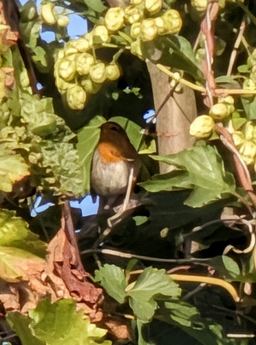 European Robin