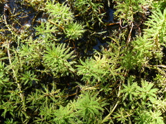 Myriophyllum robustum