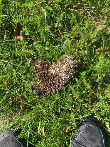 Common Hedgehog