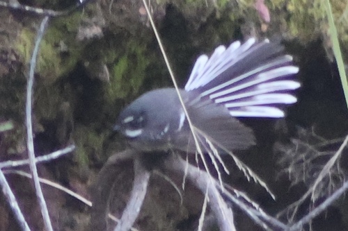 Grey Fantail