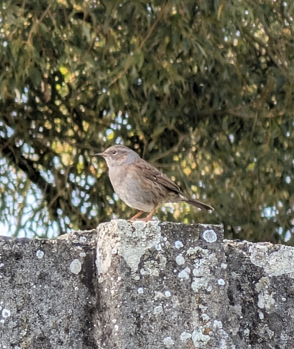 Dunnock