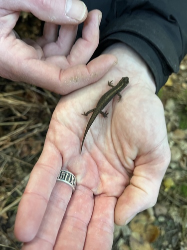 Smooth Newt