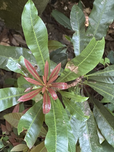 Buchanania arborescens observed 2026-09-27