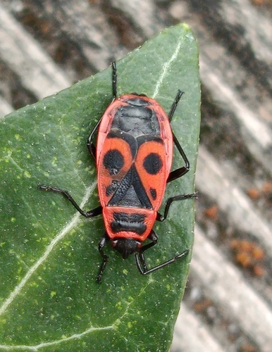 European Firebug