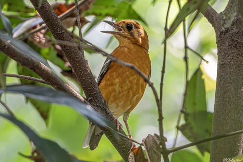 Orange-headed Thrush