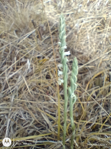 Autumn Ladies' Tresses
