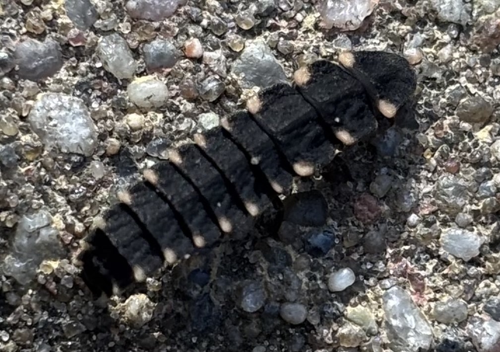 European Glow-worm