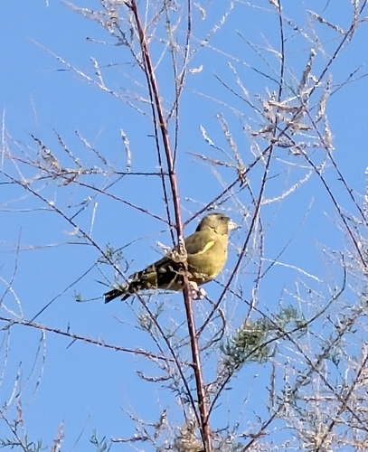 European Greenfinch