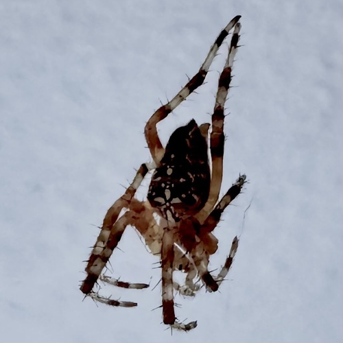 Cross Orbweaver