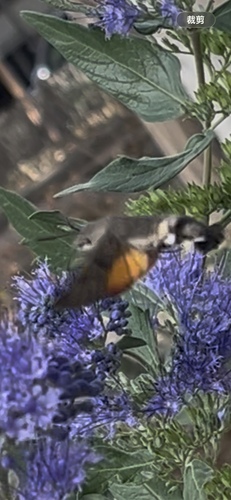 Eurasian Hummingbird Hawkmoth