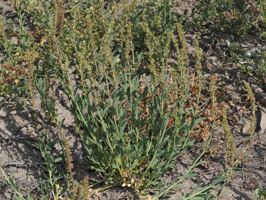 Haloragis glauca (Haloragis glauca)