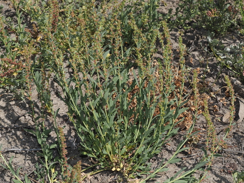 Haloragis glauca (Haloragis glauca)
