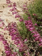 Penstemon clevelandii