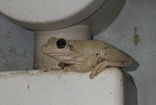 Litoria rothii observed 2026-09-27