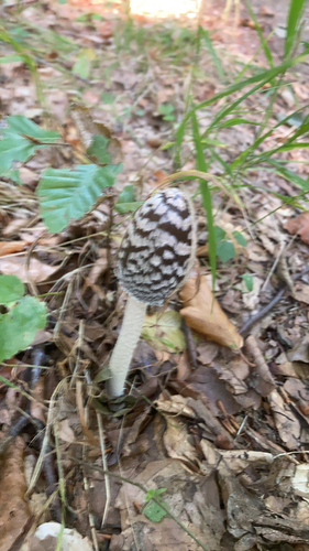Magpie Inkcap