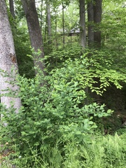 Dirca palustris