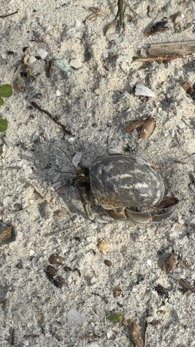 Tawny Hermit Crab