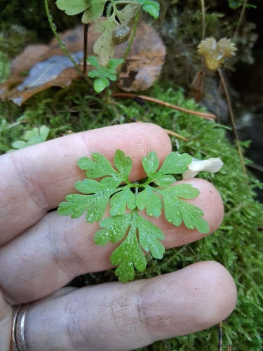 Herb Robert