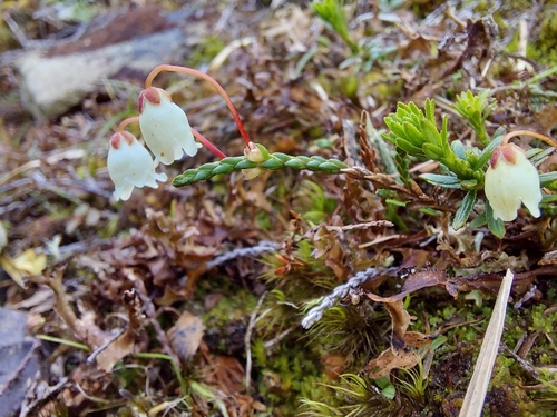 Cassiope lycopodioides observed 2026-09-27