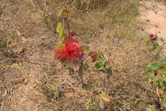 Calliandra tergemina