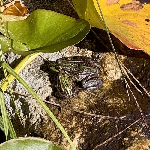 Edible Frog