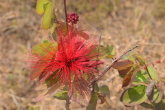 Calliandra tergemina