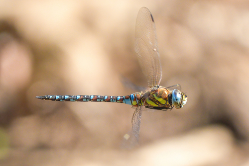 Migrant Hawker