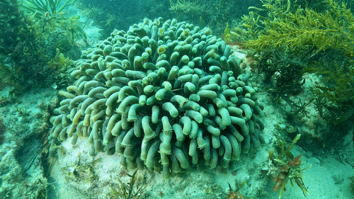 Zoanthus observed 2026-09-27