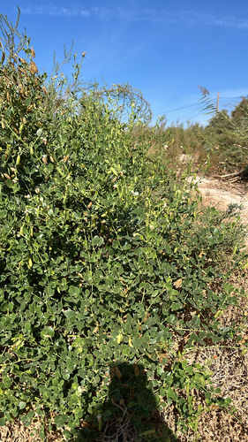 Syrian bean-caper