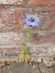 Nigella damascena