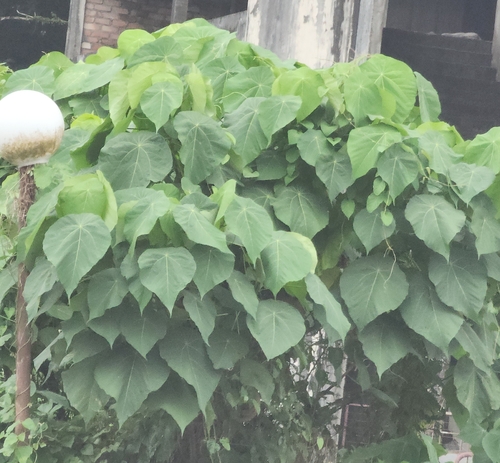 Elephant's Ear