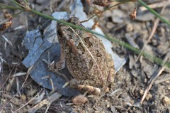 Sclerophrys pusilla