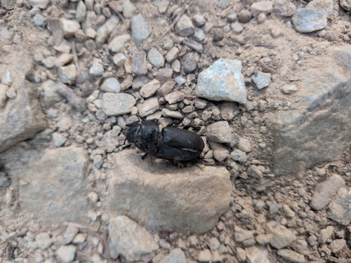 Lesser Stag Beetle