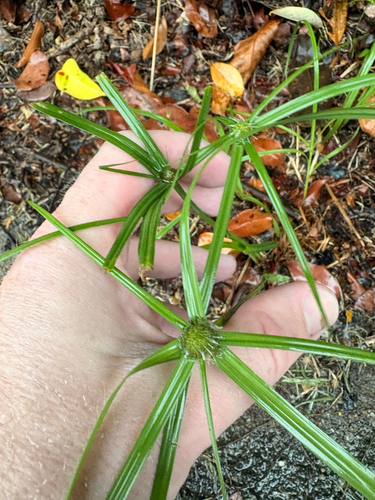 Cyperus aromaticus observed 2026-09-27
